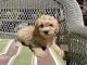 Golden Doodle Puppies for sale in Salt Lake City, UT, USA. price: $1,500