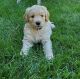 Golden Doodle Puppies for sale in Moses Lake, WA 98837, USA. price: NA