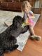 Golden Doodle Puppies for sale in Gadsden, AL, USA. price: NA