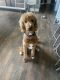 Golden Doodle Puppies for sale in Grand Rapids, MI 49525, USA. price: $850