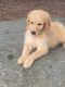 Golden Doodle Puppies for sale in Rutherfordton, NC, USA. price: NA