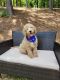 Golden Doodle Puppies for sale in Tuscaloosa, AL, USA. price: NA