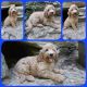 Golden Doodle Puppies for sale in Olivehill, TN 38475, USA. price: NA