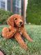 Golden Doodle Puppies for sale in 5506 Adamstown Commons Dr, Adamstown, MD 21710, USA. price: NA