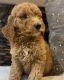 Golden Doodle Puppies for sale in Yorktown, VA 23690, USA. price: $2,500