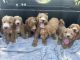 Golden Doodle Puppies for sale in Fort Payne, AL, USA. price: $10,000