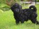 Golden Doodle Puppies for sale in 7814 Green Bluff, San Antonio, TX 78240, USA. price: NA