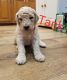 Golden Doodle Puppies for sale in Joplin, MO, USA. price: NA