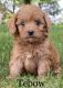 Golden Doodle Puppies for sale in Florida Mall Ave, Orlando, FL 32809, USA. price: $850