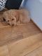 Golden Doodle Puppies for sale in Baltimore, MD, USA. price: $600