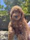 Golden Doodle Puppies for sale in Sacramento, CA, USA. price: $3,000