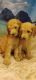 Golden Doodle Puppies for sale in Lakeland, FL, USA. price: $700