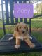 Golden Doodle Puppies for sale in Mt Vernon, GA 30445, USA. price: NA