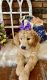 Golden Doodle Puppies for sale in Carnesville, GA 30521, USA. price: $1,250