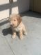 Golden Doodle Puppies for sale in San Diego, CA, USA. price: $2,500