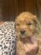 Golden Doodle Puppies for sale in Northwest Alabama, AL, USA. price: NA