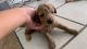 Golden Doodle Puppies for sale in Visalia, CA, USA. price: NA