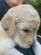Golden Doodle Puppies for sale in Gig Harbor, WA, USA. price: $2,500