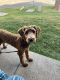 Golden Doodle Puppies for sale in Murfreesboro, TN, USA. price: NA
