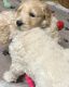 Golden Doodle Puppies for sale in Pittsburgh, PA, USA. price: $2,000