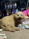 Golden Doodle Puppies for sale in Mansfield, OH, USA. price: NA
