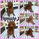 Golden Doodle Puppies for sale in Olivehill, TN 38475, USA. price: NA