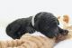 Golden Doodle Puppies for sale in Hesperia, CA, USA. price: $1,800