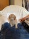 Golden Doodle Puppies for sale in Newton, NC, USA. price: $300