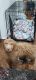 Golden Doodle Puppies for sale in Washington, DC 20020, USA. price: $1,300