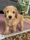 Golden Doodle Puppies for sale in Chattanooga, TN, USA. price: NA