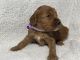 Golden Doodle Puppies for sale in Massillon, OH, USA. price: NA