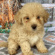 Golden Doodle Puppies for sale in Texas City, TX, USA. price: NA