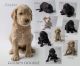 Golden Doodle Puppies for sale in Richland, WA, USA. price: $1,200