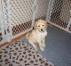 Golden Doodle Puppies for sale in Pittsgrove, NJ 08318, USA. price: $160,000