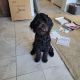 Golden Doodle Puppies for sale in Porter Ranch Dr, Los Angeles, CA, USA. price: NA