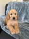 Golden Doodle Puppies for sale in Covina, CA 91722, USA. price: $1,000