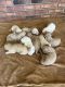 Golden Doodle Puppies for sale in Douglas, GA, USA. price: NA