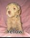 Golden Doodle Puppies for sale in Hinckley, MN 55037, USA. price: NA
