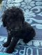 Golden Doodle Puppies for sale in Dickson, TN, USA. price: $1,000