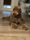Golden Doodle Puppies for sale in Harvest, AL 35749, USA. price: NA