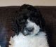 Golden Doodle Puppies for sale in Round Rock, TX, USA. price: NA
