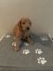 Golden Doodle Puppies for sale in Mercer, MO 64661, USA. price: NA