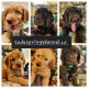 Golden Doodle Puppies for sale in Lebanon, OR 97355, USA. price: $1,500