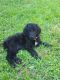 Golden Doodle Puppies for sale in Nashville, TN, USA. price: $1,200