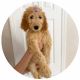 Golden Doodle Puppies for sale in Orlando, FL, USA. price: $1,500