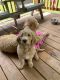 Golden Doodle Puppies for sale in Somerset, PA 15501, USA. price: $700