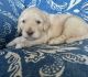 Golden Doodle Puppies for sale in Las Vegas, NV, USA. price: $2,500