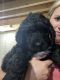 Golden Doodle Puppies for sale in Fremont, OH 43420, USA. price: $1,200
