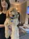 Golden Doodle Puppies for sale in Palestine, TX, USA. price: $500