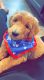 Golden Doodle Puppies for sale in Sanford, NC, USA. price: $1,500